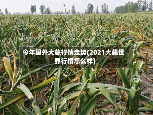今年国外大蒜行情走势(2021大蒜世界行情怎么样)-第2张图片