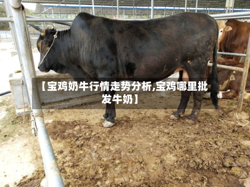 【宝鸡奶牛行情走势分析,宝鸡哪里批发牛奶】