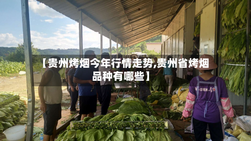 【贵州烤烟今年行情走势,贵州省烤烟品种有哪些】-第3张图片