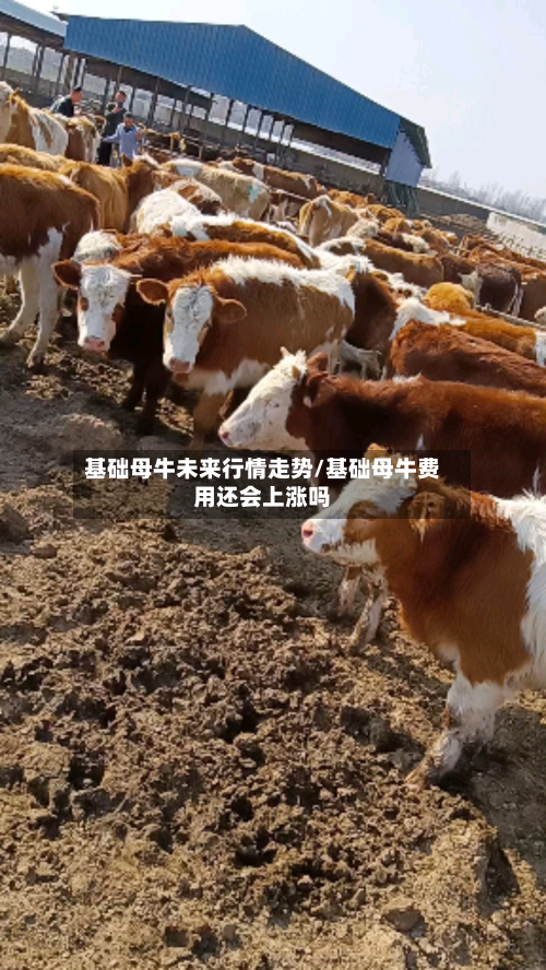 基础母牛未来行情走势/基础母牛费用还会上涨吗