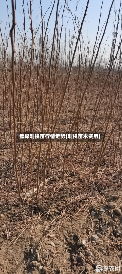 盘锦刺槐苗行情走势(刺槐苗木费用)-第2张图片