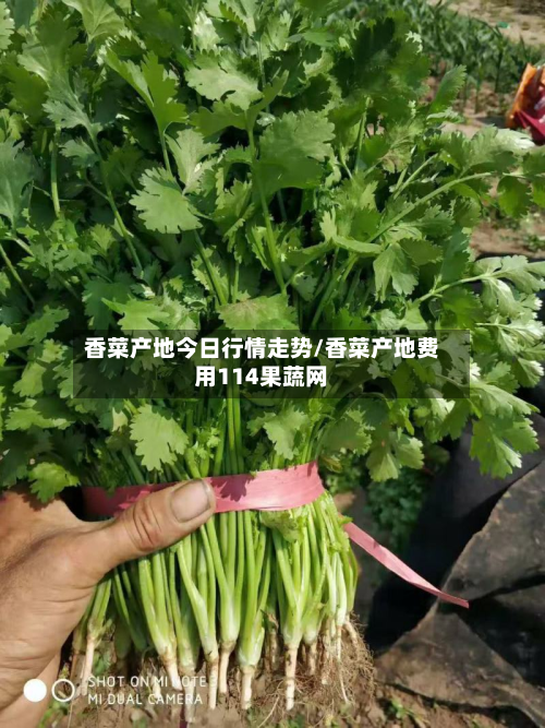 香菜产地今日行情走势/香菜产地费用114果蔬网