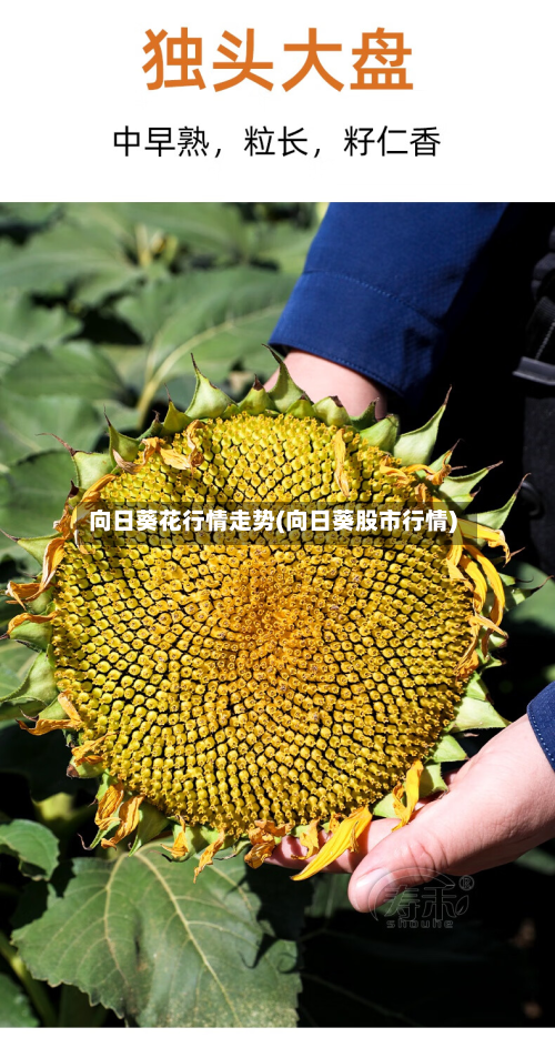 向日葵花行情走势(向日葵股市行情)-第2张图片