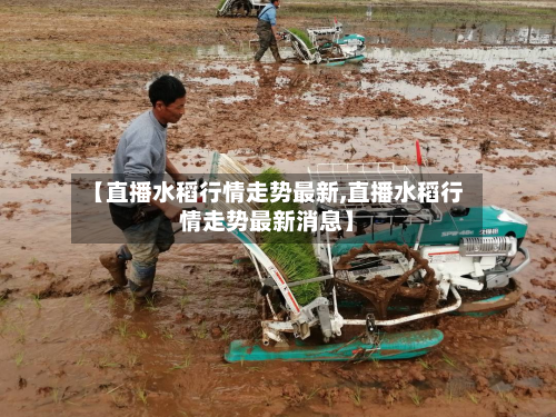 【直播水稻行情走势最新,直播水稻行情走势最新消息】-第3张图片