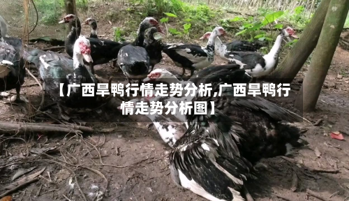 【广西旱鸭行情走势分析,广西旱鸭行情走势分析图】-第3张图片