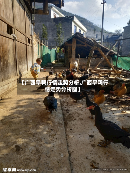 【广西旱鸭行情走势分析,广西旱鸭行情走势分析图】-第2张图片
