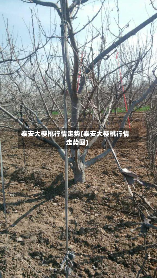 泰安大樱桃行情走势(泰安大樱桃行情走势图)-第2张图片