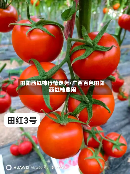 田阳西红柿行情走势/广西百色田阳西红柿费用