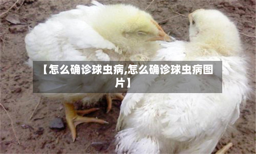 【怎么确诊球虫病,怎么确诊球虫病图片】-第3张图片