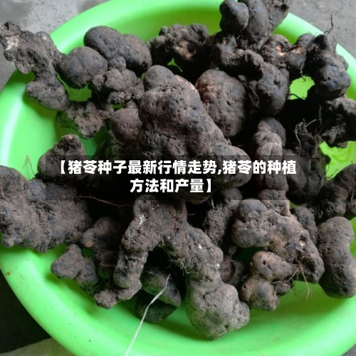 【猪苓种子最新行情走势,猪苓的种植方法和产量】-第2张图片
