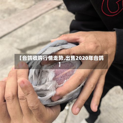 【台鸽收购行情走势,出售2020年台鸽】-第2张图片