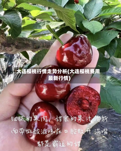 大连樱桃行情走势分析(大连樱桃费用最新行情)-第2张图片