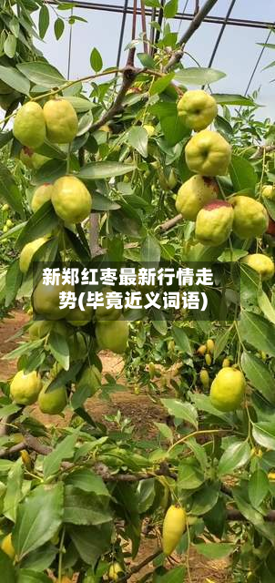 新郑红枣最新行情走势(毕竟近义词语)