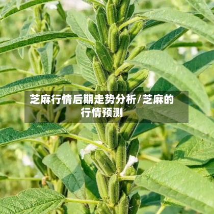 芝麻行情后期走势分析/芝麻的行情预测