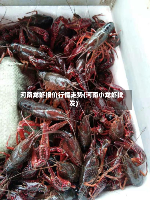 河南龙虾报价行情走势(河南小龙虾批发)