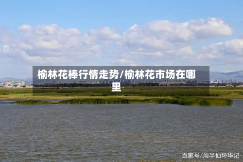 榆林花棒行情走势/榆林花市场在哪里