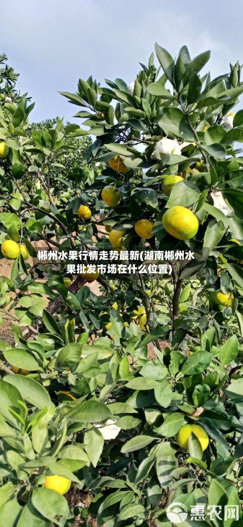 郴州水果行情走势最新(湖南郴州水果批发市场在什么位置)-第2张图片