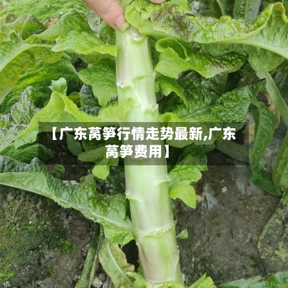 【广东莴笋行情走势最新,广东莴笋费用】