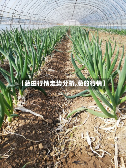 【葱田行情走势分析,葱的行情】-第2张图片