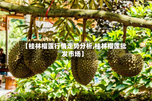 【桂林榴莲行情走势分析,桂林榴莲批发市场】
