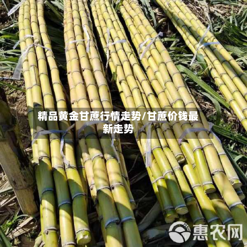 精品黄金甘蔗行情走势/甘蔗价钱最新走势