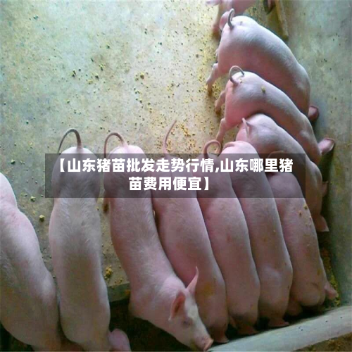 【山东猪苗批发走势行情,山东哪里猪苗费用便宜】-第2张图片