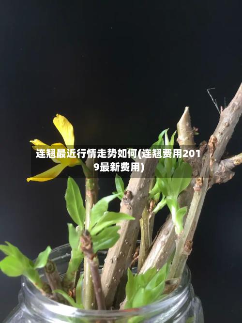 连翘最近行情走势如何(连翘费用2019最新费用)