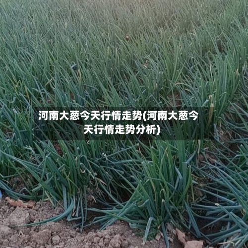 河南大葱今天行情走势(河南大葱今天行情走势分析)-第2张图片