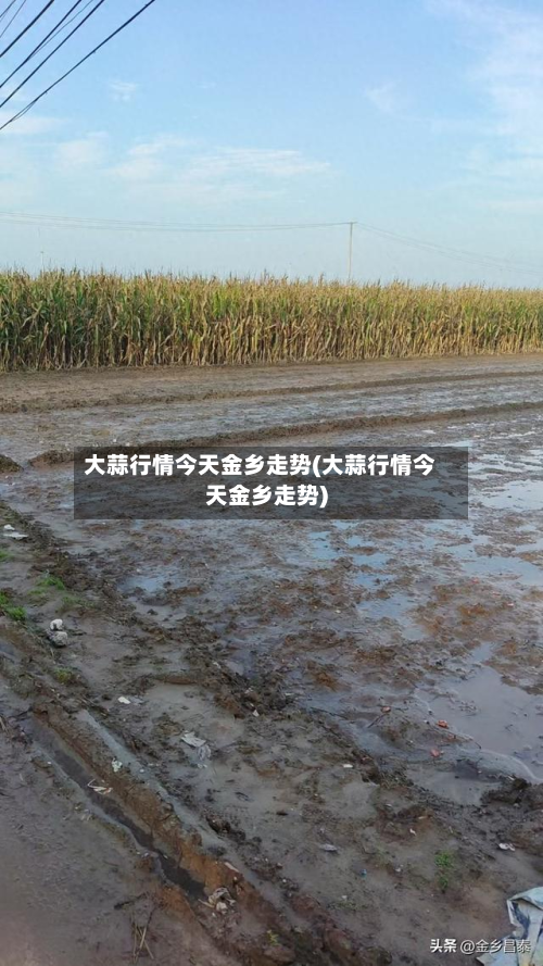 大蒜行情今天金乡走势(大蒜行情今天金乡走势)-第2张图片