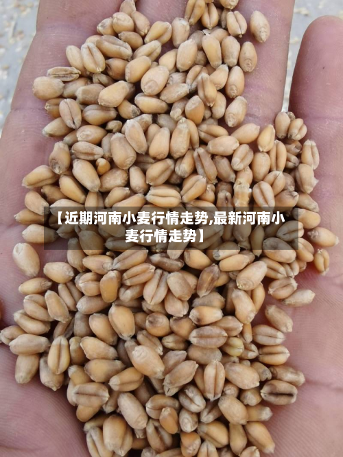 【近期河南小麦行情走势,最新河南小麦行情走势】