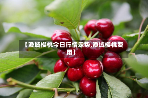 【澄城樱桃今日行情走势,澄城樱桃费用】