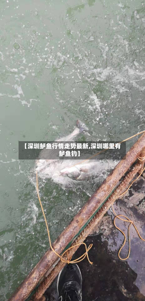 【深圳鲈鱼行情走势最新,深圳哪里有鲈鱼钓】-第3张图片