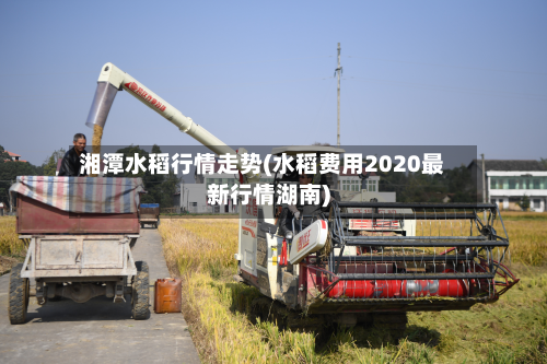 湘潭水稻行情走势(水稻费用2020最新行情湖南)
