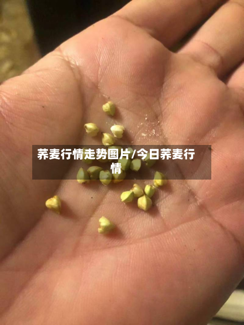 荞麦行情走势图片/今日荞麦行情