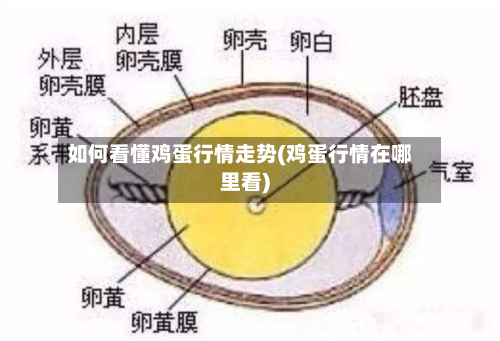 如何看懂鸡蛋行情走势(鸡蛋行情在哪里看)-第2张图片