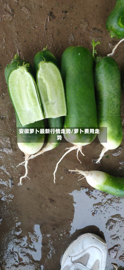 安徽萝卜最新行情走势/萝卜费用走势