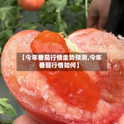 【今年番茄行情走势预测,今年番茄行情如何】