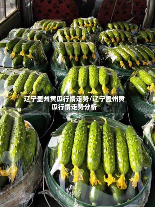 辽宁盖州黄瓜行情走势/辽宁盖州黄瓜行情走势分析-第2张图片