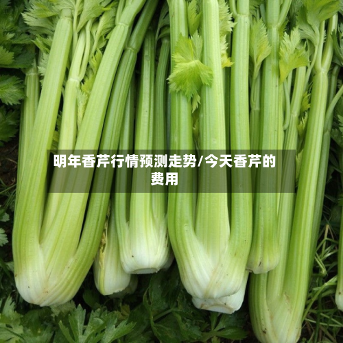 明年香芹行情预测走势/今天香芹的费用-第2张图片