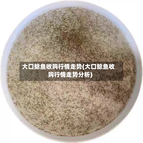 大口鲶鱼收购行情走势(大口鲶鱼收购行情走势分析)-第3张图片