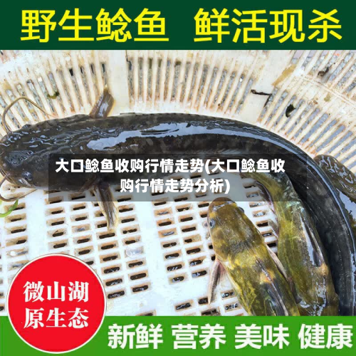 大口鲶鱼收购行情走势(大口鲶鱼收购行情走势分析)