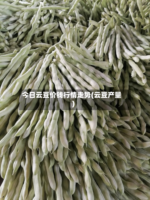今日云豆价钱行情走势(云豆产量)-第3张图片