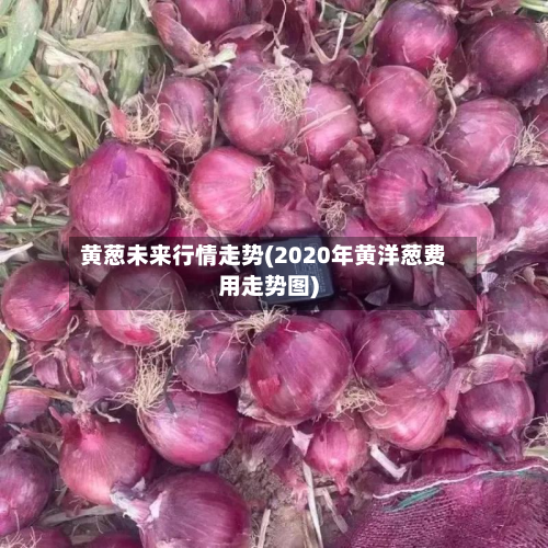 黄葱未来行情走势(2020年黄洋葱费用走势图)