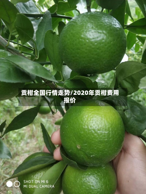 贡柑全国行情走势/2020年贡柑费用报价-第2张图片