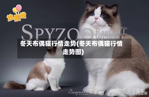 冬天布偶猫行情走势(冬天布偶猫行情走势图)-第3张图片