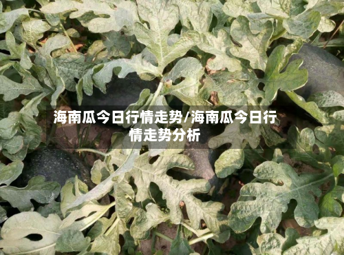 海南瓜今日行情走势/海南瓜今日行情走势分析