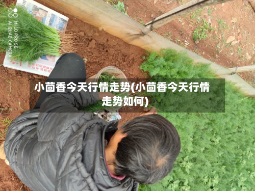 小茴香今天行情走势(小茴香今天行情走势如何)