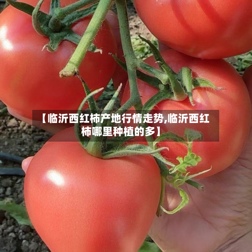 【临沂西红柿产地行情走势,临沂西红柿哪里种植的多】-第2张图片