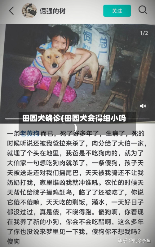 田园犬确诊(田园犬会得细小吗)-第2张图片