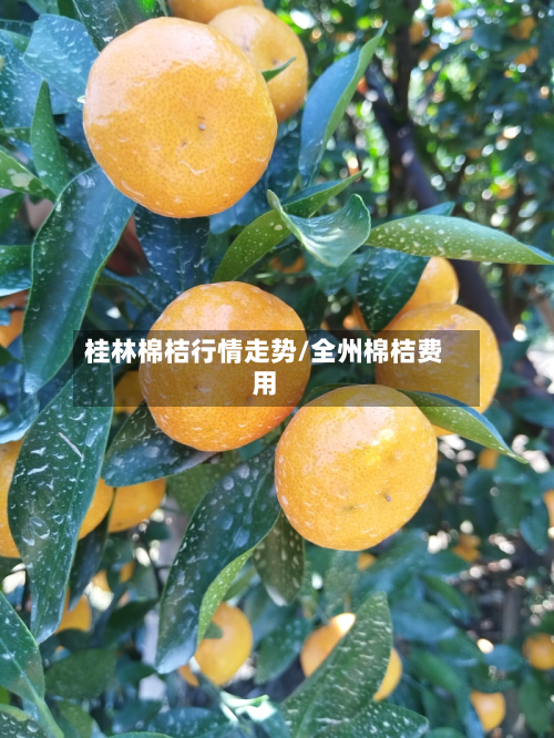 桂林棉桔行情走势/全州棉桔费用